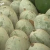 种植香冬瓜帮助北件省三海县农民脱贫致富