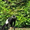 河南省努力保护白臀叶猴群