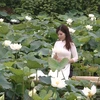 河内市郊区白莲花池进入盛开季节 吸引河内人的喜爱