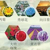 图表新闻：第九届大叻花卉节