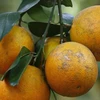 图表新闻： 越南和平省首批高峰橙子出口英国