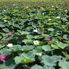 河内市美丽奇特的莲花池颇受人们的喜爱