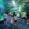 组图：河内乐天水族馆真实的海洋世界