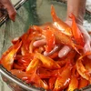 组图：在灶王节期间，水沉红鲤鱼养殖村居民忙着收获红鲤鱼 
