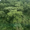 谅山省人民群众履行村规民约 致力于森林保护工作