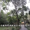 清化省蓝京历史遗迹区的神秘黄檀树