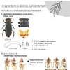 图表新闻：在越南发现全新的昆虫和植物物种