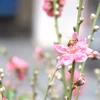 河内市古街上五颜六色的传统花卉集市