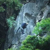 组图：世界最稀有的猴类——金头乌叶猴栖息在吉婆岛上生活