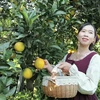 木州高原推进农旅融合 让小橙子出大经济