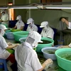 越南海藻养殖潜力巨大