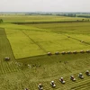 越南保持菲律宾最大大米供应国地位