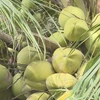 越南企业可以“立即”开始向美国出口椰子