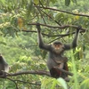 岘港市为红腿白臀叶猴提供更好的生存环境
