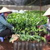越南依靠科技创新成果推动绿色经济发展