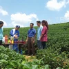 来木州高原品茶 感受大自然的气息和美景