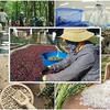 2023年第四季度越南农林水产品出口将保持增长