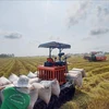 越南稻米行业出现积极信号 