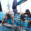 《东盟今日》高度评价越南在打击非法捕捞行为中所作出的努力