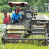 德国向九龙江三角洲农民生产绿色水稻和芒果提供资助