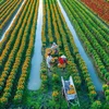 越南批准《2030年农村产业发展战略和2045年愿景》