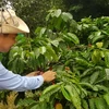 汇丰银行专家：越南农业成为全球农业的一大亮点
