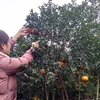 补橙子——香山山区的主要农产品