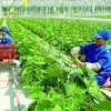 越南积极减少农业生产中的温室气体排放 