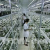 越南努力发展绿色农业 
