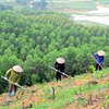 北江省提高林业产值 