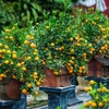 为什么越南人过年时要在家里摆放着桃花、梅花、金橘？
