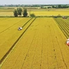 减少九龙江三角洲水稻生产中的温室气体排放量