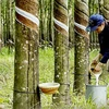 提高越南橡胶在国际市场上的竞争力