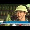 春节即将来临 太平省富贵竹种植户忙碌准备供货 