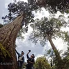 广南省努力保护形状奇特的滇柏古树