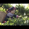 越南致力于保护河江省遗产茶树