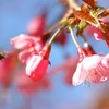 组图：野樱花竞相绽放 为木江界山林渲染春天色彩