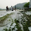 组图：奠边省多处稻田和花园被冰雹覆盖