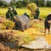 组图：越南人民军队帮助人民展开劳动生产活动 助推经济发展