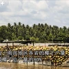 槟椥省椰子成越南农产品的亮点产业