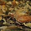 组图：菊芳龟类保护中心——珍稀龟类之家