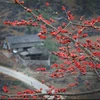 组图：鲜红的木棉花在河江省岩石高原怒放