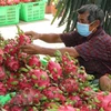 中国继续进口越南火龙果