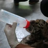 越南野生动物保护工作任重道远