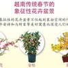 图表新闻：越南传统春节的象征性花卉盆景
