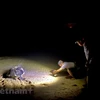 组图：来昆岛七角礁看海龟产卵