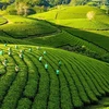 越南积极实施农业绿色增长行动计划