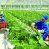 越南农业采取措施以履行COP26承诺