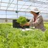 林同省大叻市将成为东南亚第一蔬菜生产中心（图片来源：越通社）