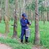 越南力推在柬埔寨的橡胶树种植项目发展（图片来源：因特网）